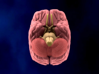 Мозг и мозжечок (выделен розовым)