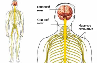 Боковой амиотрофический склероз - нервная система