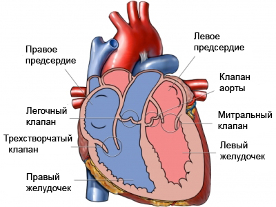 Камеры и клапаны сердца