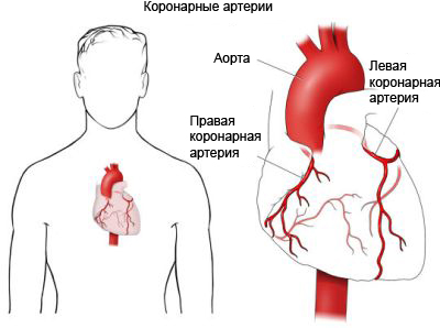 Коронарные артерии