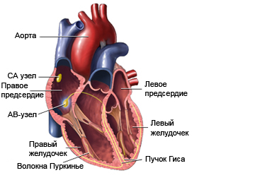 Коарктация аорты у детей - строение сердца