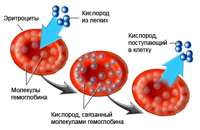 Перенос кислорода молекулами гемоглобина
