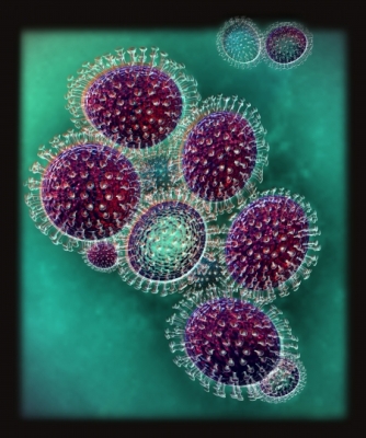 Грипп свиной- вирус гриппа H1N1