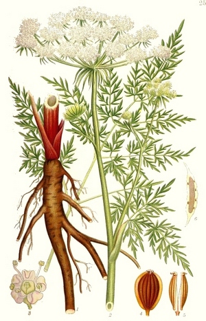 Горичник – Peucedanum arenarium Waldts. et Kit.