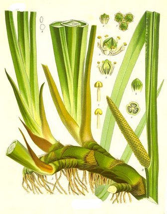 Аир болотный - Acorus calamus