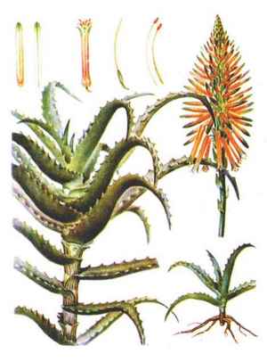 Aloe arborescens L
