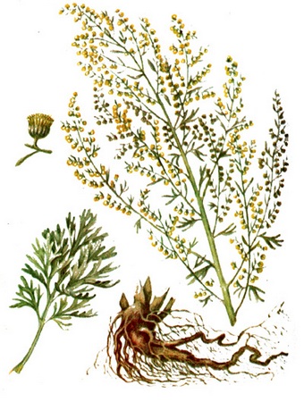 Полынь горькая - Artemisia absinthium L.