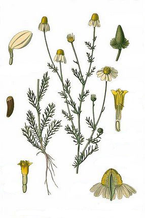 Ромашка аптечная - Matricaria chamomilla L.