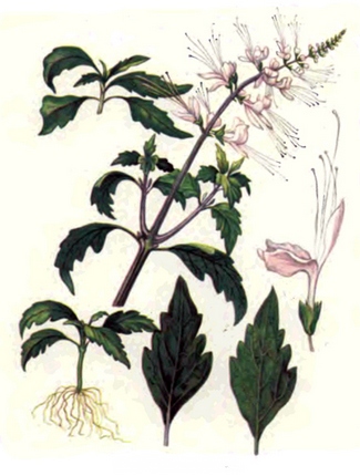 Почечный чай - Orthosiphon stamineus