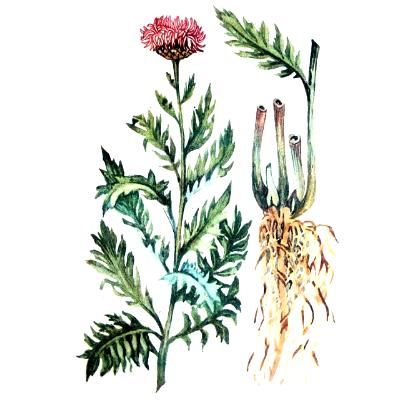 Левзея сафлоровидная - Маралий корень - Rhaponticum carthamoides (Willd.) Iljin.