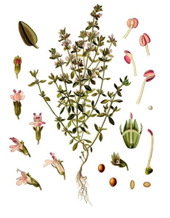 Тимьян обыкновенный - Thymus vulgaris L.