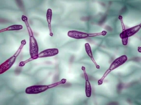 Личинки эхинококков — опасные паразиты человека, вызывающие эхинококкозы