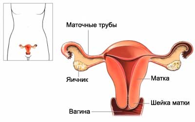 Женские половые органы