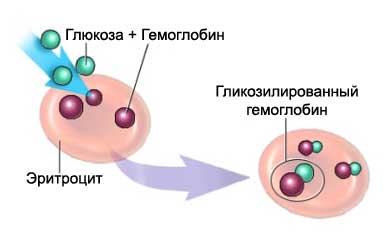 Определение уровня гликозилированного гемоглобина - HbA1c