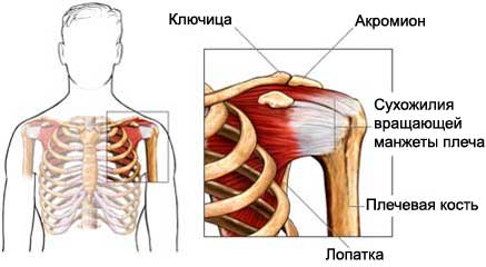 Сухожилия плеча