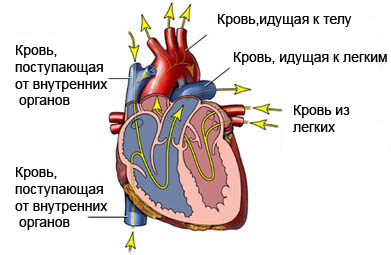 Кровоток через сердце