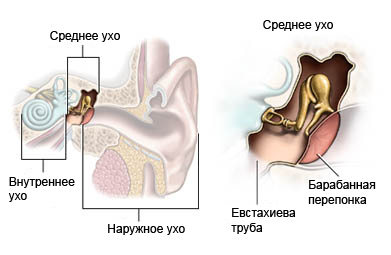 Среднее ухо