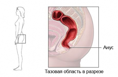 Анальный зуд - анус