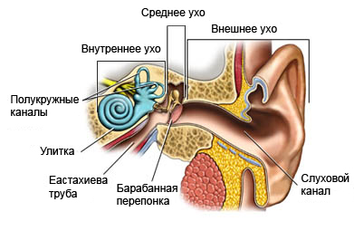 Строение органов слуха