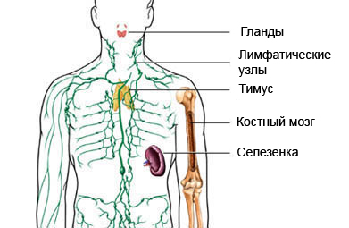 Лимфатическая система