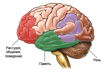 Болезнь Альцгеймера - влияние на мозг