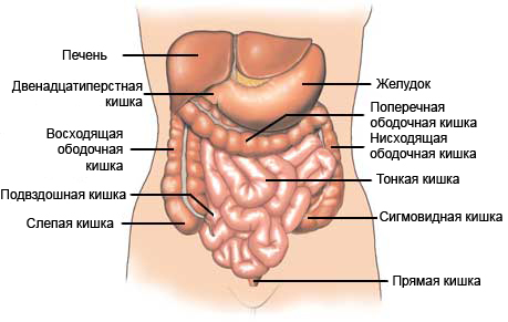 Анатомия и физиология толстой кишки