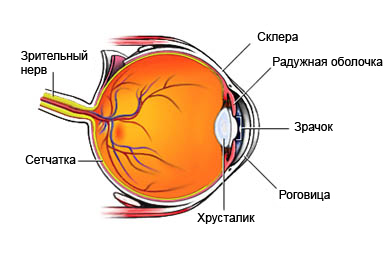 Строение глаза