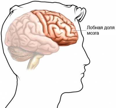 Обсессивно-компульсивное расстройство - лобная доля мозга