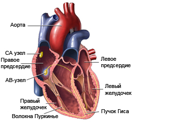 Строение сердца