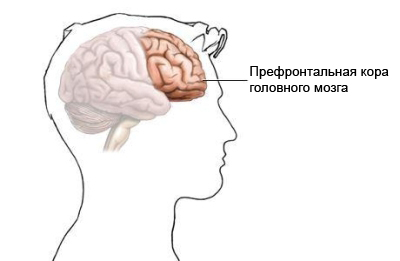 Префронтальная кора головного мозга