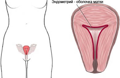 Эндометрий - оболочка матки