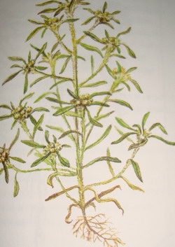 Сушеница болотная, сушеница топяная – Filaginella uliginosa Opiz (Gnaphalium uliginosum L.)