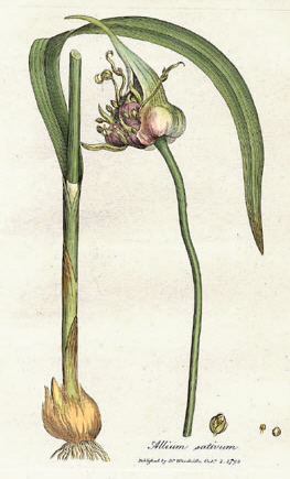 Чеснок - Лук-чеснок – Allium sativum L.