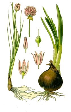 Репчатый лук – Allium cepa L.