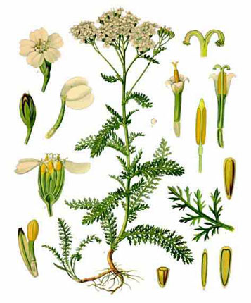 Тысячелистник обыкновенный - Achillea millefolium L.