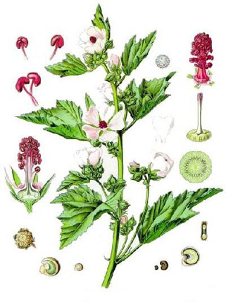 Алтей лекарственный - Althaea officinalis L.