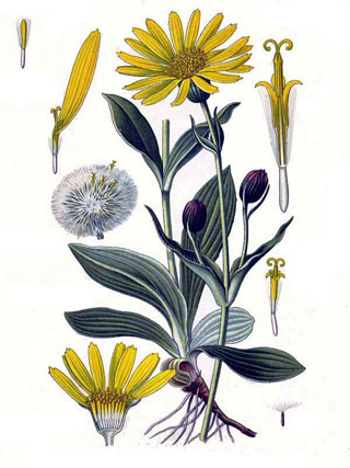 Арника горная - Arnica montana L.