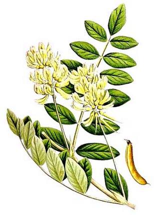 Астрагал шерстистоцветковый - Astragalus dasyanthus L.