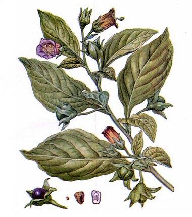Красавка - Белладонна - Atropa belladonna L.