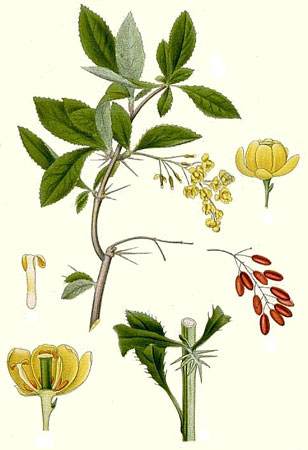 Барбарис обыкновенный - Berberis vulgaris L.