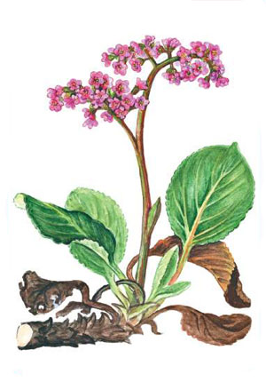 Бадан толстолистный - Bergenia crassifolia L.