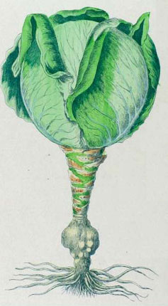 Капуста белокочанная - Brassica oleracea