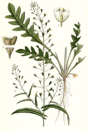 Пастушья сумка обыкновенная - Capsella bursa-pastoris М.