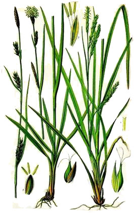 Осока парвская - Carex brevicollis D С.