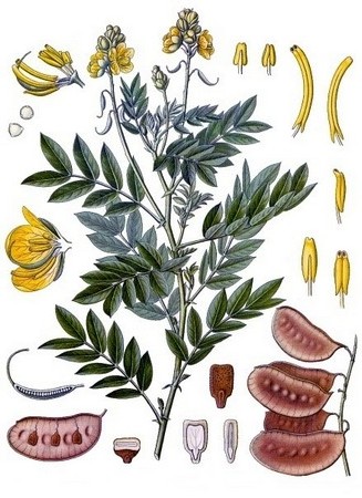 Кассия остролистная - Лист сенны - Александрийский лист - Cassia acutifolia Del.