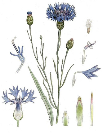 Василек синий - Centaurea cyanus L.