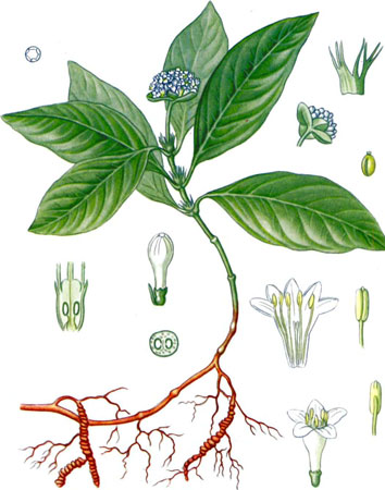 Ипекакуана обыкновенная - Cephaelis ipecacuanha Willd.