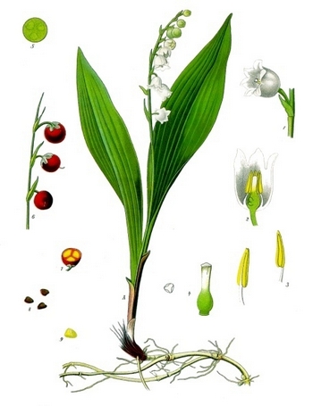 Ландыш майский – Convallaria majalis