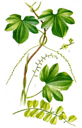 Диоскорея ниппонская - Dioscorea nipponica