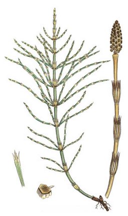 Хвощ полевой - Equisetum arvense L.